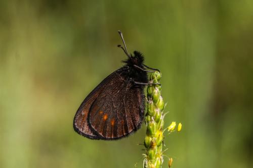 Erebia sp.